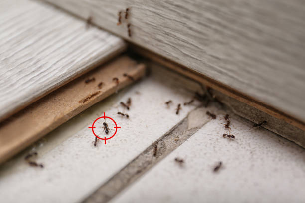 Best Residential Pest Control  in Nanawale Estates, HI