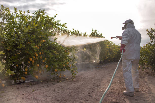 Best Exterminator Services  in Nanawale Estates, HI