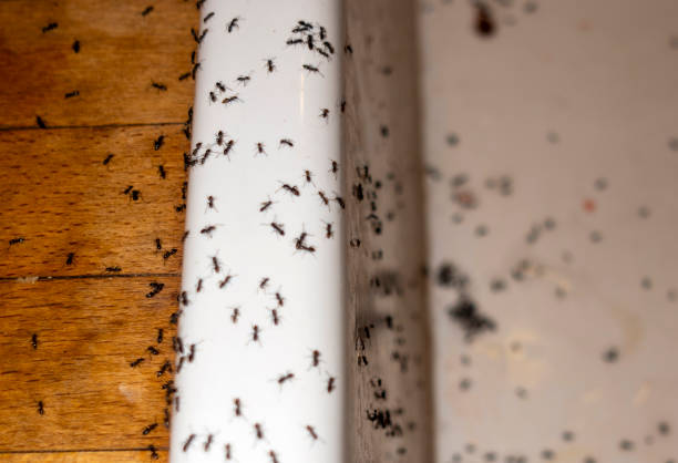 Best Best Pest Control Near Me  in Nanawale Estates, HI